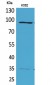 MCM3 Polyclonal Antibody